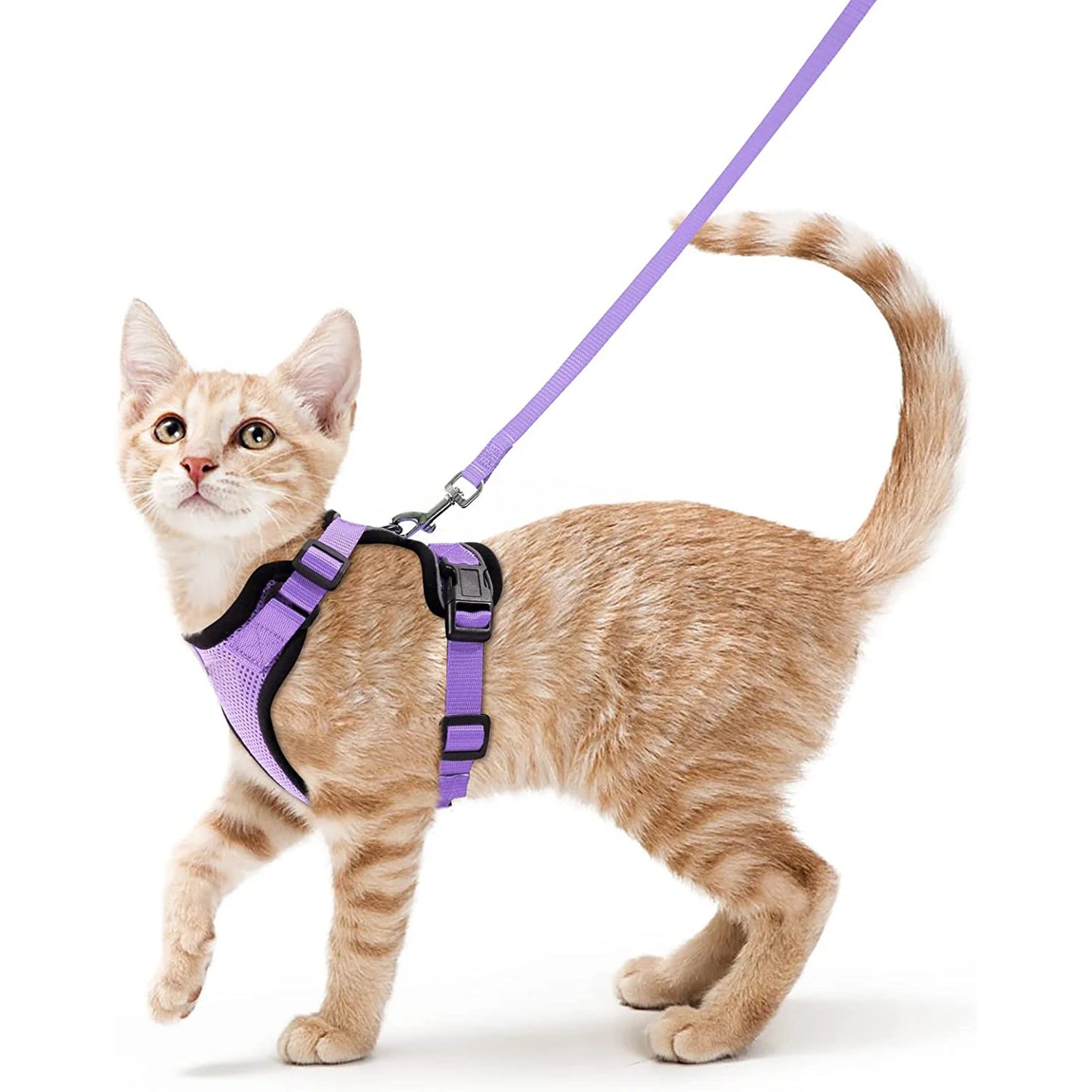 Pettorina e guinzaglio da passeggio per gatti e piccoli cani, morbida, regolabile e anti-fuga