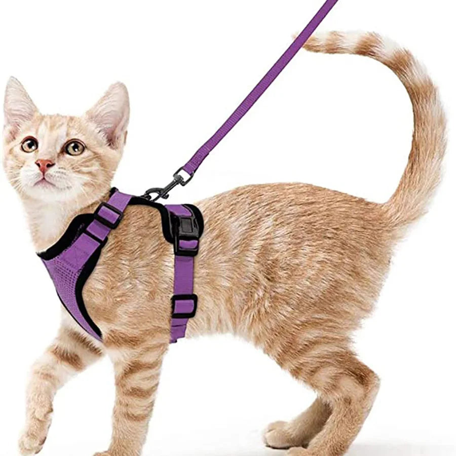 Pettorina e guinzaglio da passeggio per gatti e piccoli cani, morbida, regolabile e anti-fuga