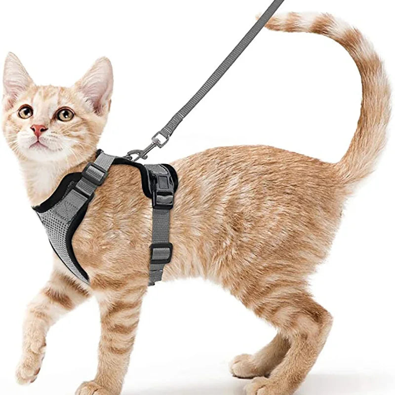 Pettorina e guinzaglio da passeggio per gatti e piccoli cani, morbida, regolabile e anti-fuga