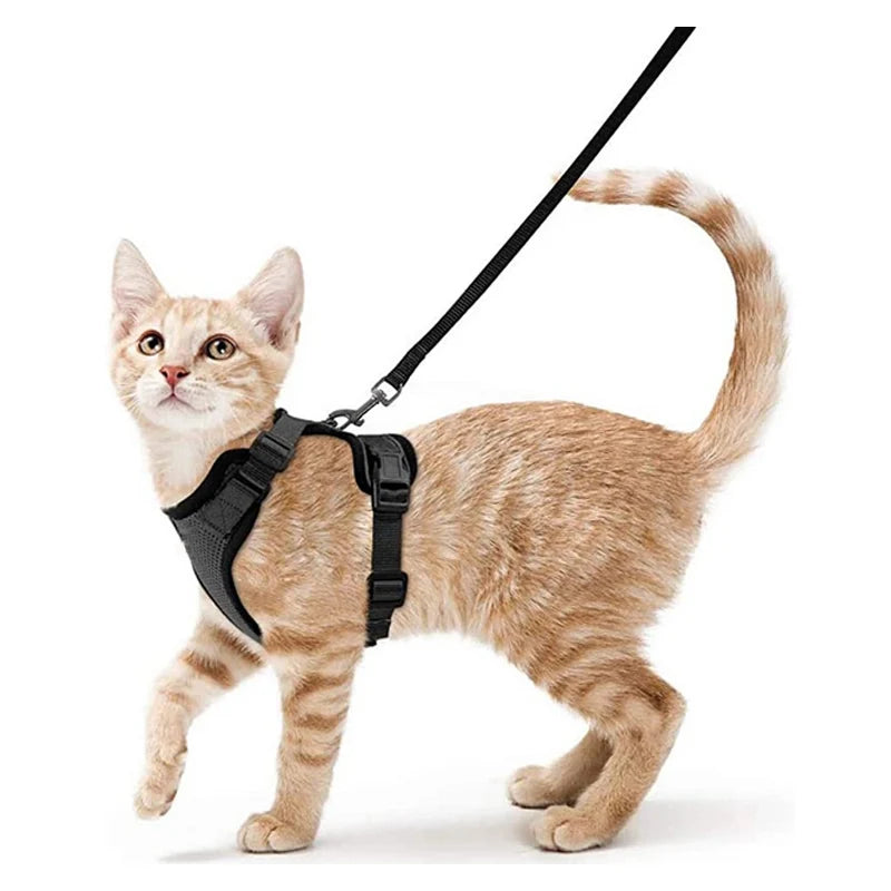 Pettorina e guinzaglio da passeggio per gatti e piccoli cani, morbida, regolabile e anti-fuga