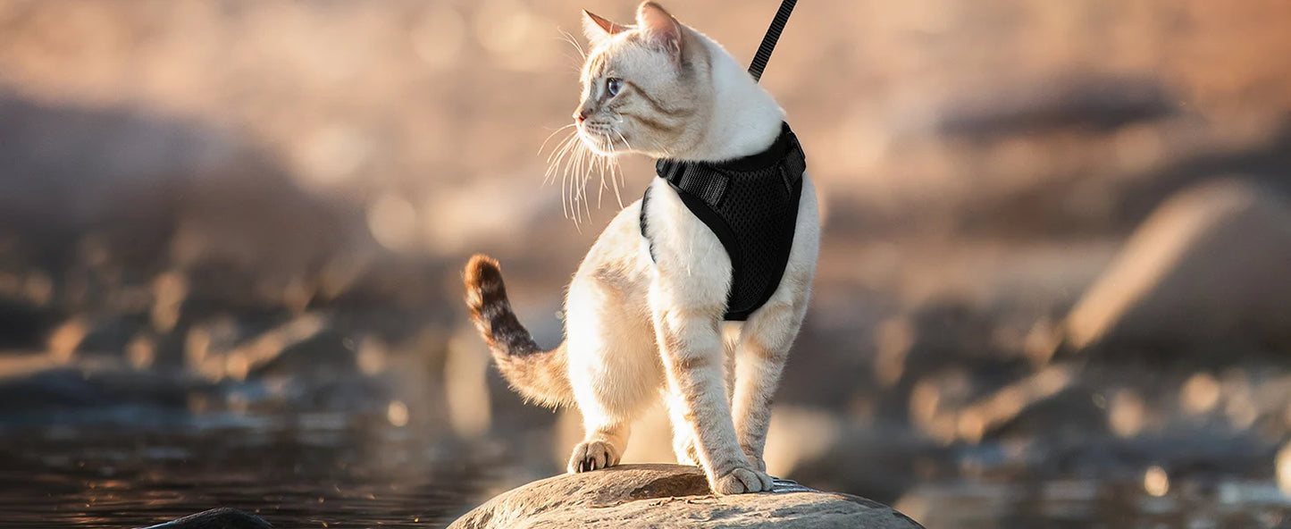 Pettorina e guinzaglio da passeggio per gatti e piccoli cani, morbida, regolabile e anti-fuga
