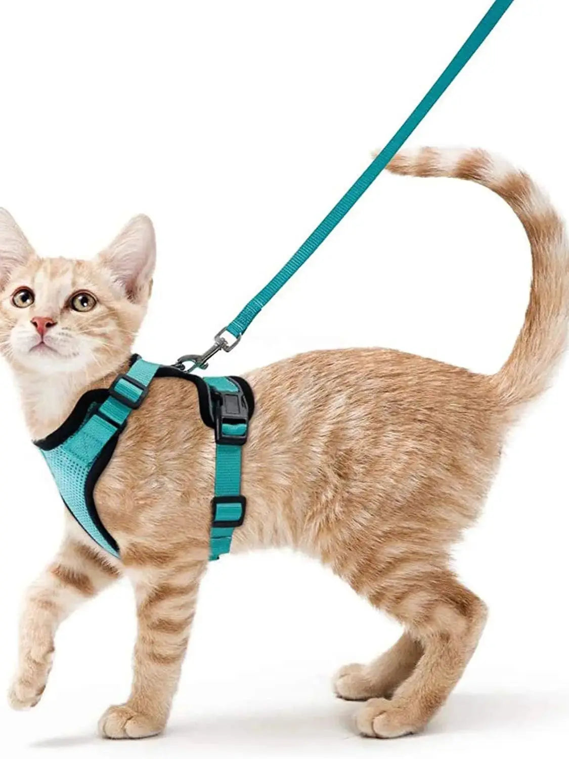 Pettorina e guinzaglio da passeggio per gatti e piccoli cani, morbida, regolabile e anti-fuga