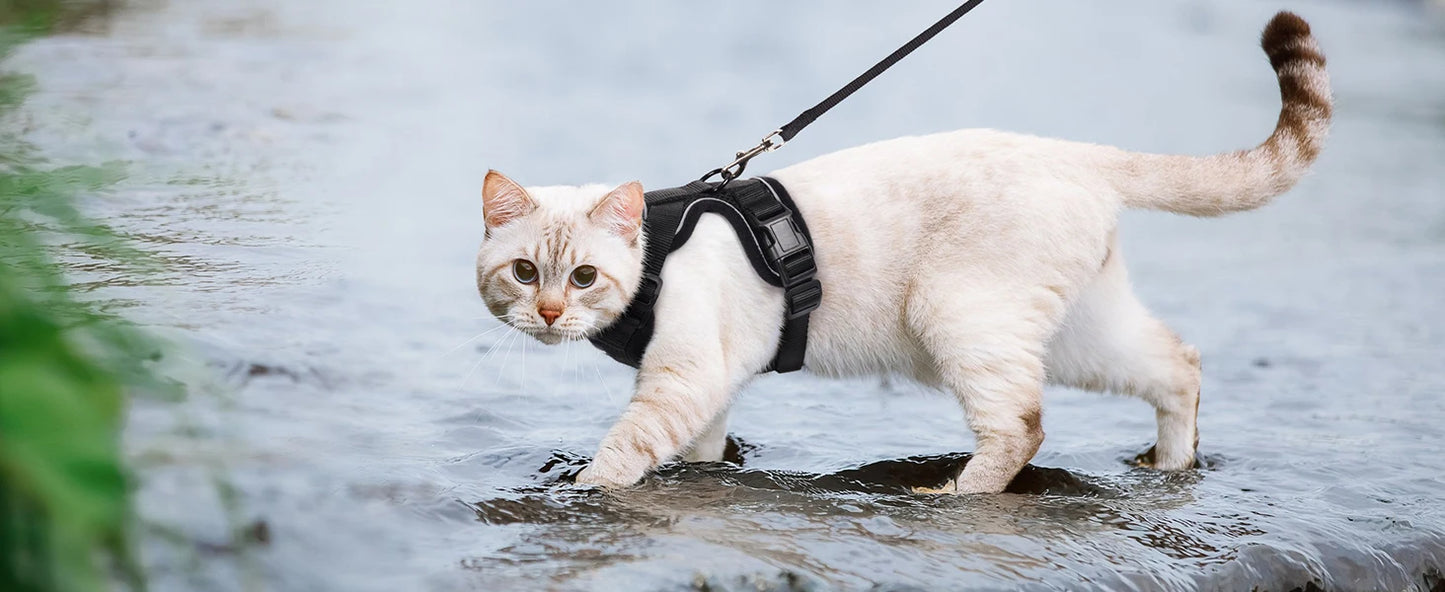 Pettorina e guinzaglio da passeggio per gatti e piccoli cani, morbida, regolabile e anti-fuga