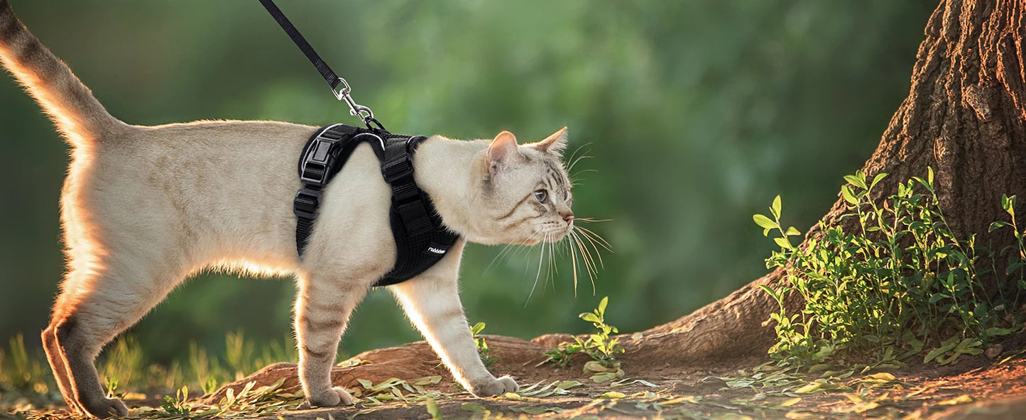 Pettorina e guinzaglio da passeggio per gatti e piccoli cani, morbida, regolabile e anti-fuga