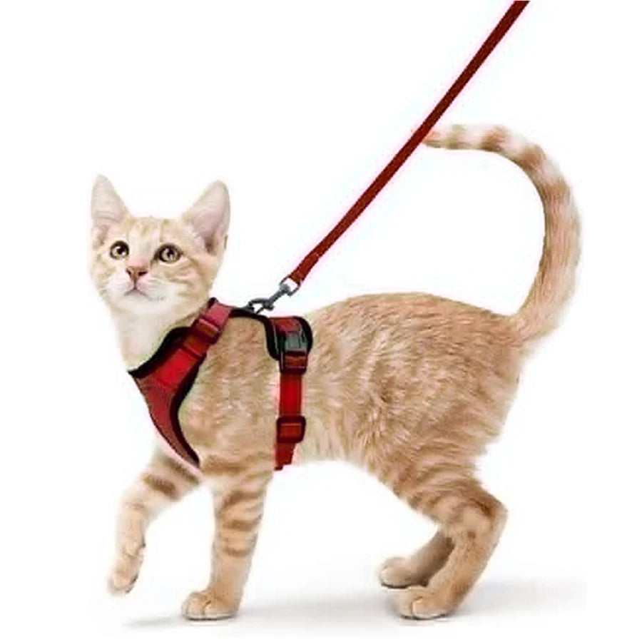 Pettorina e guinzaglio da passeggio per gatti e piccoli cani, morbida, regolabile e anti-fuga
